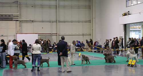 champion class males 2.jpg